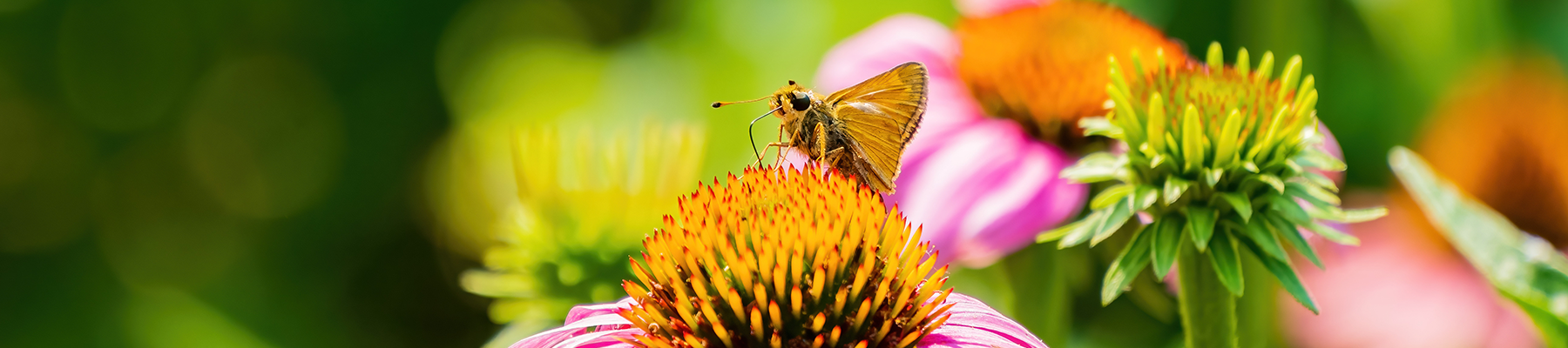 A Dakota Skipper butterfly rests atop a coneflower with pink petals and an orange center.