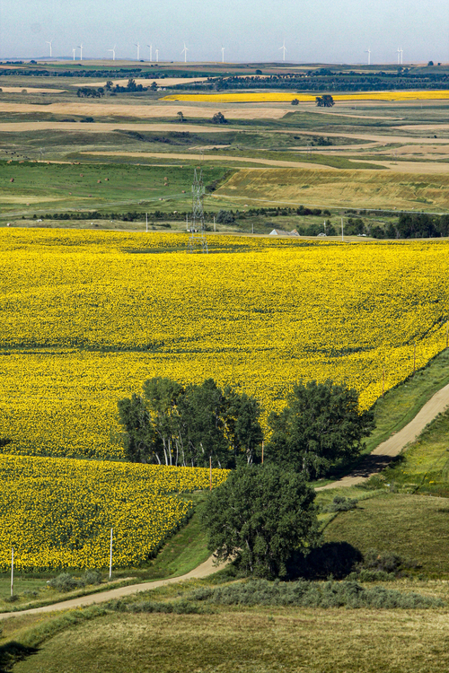 Golden North Dakota fields with wind turbines.